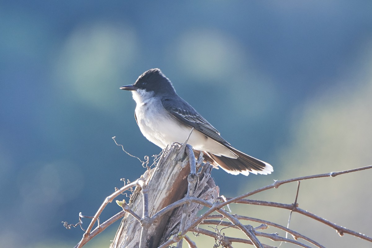 Eastern Kingbird - John Sutton