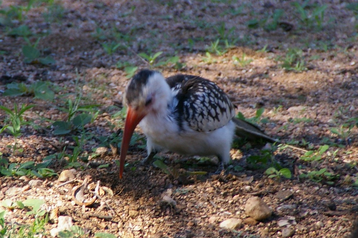 Damara Red-billed Hornbill - Mark Stevens