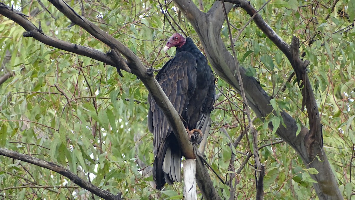 Turkey Vulture - ML98290511