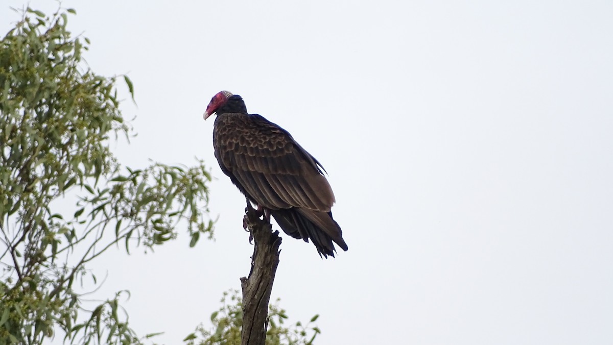 Turkey Vulture - ML98291191