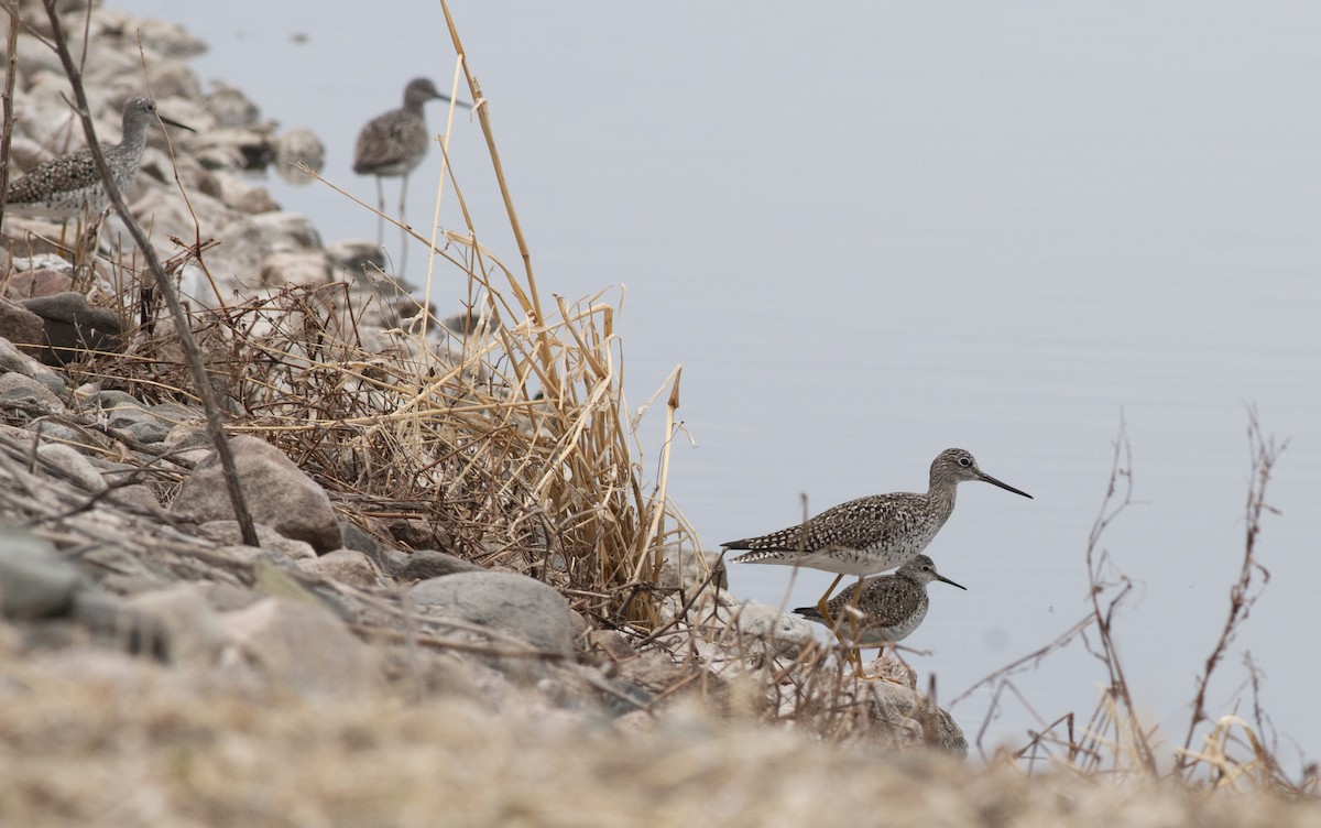 Greater Yellowlegs - Dee Kuder