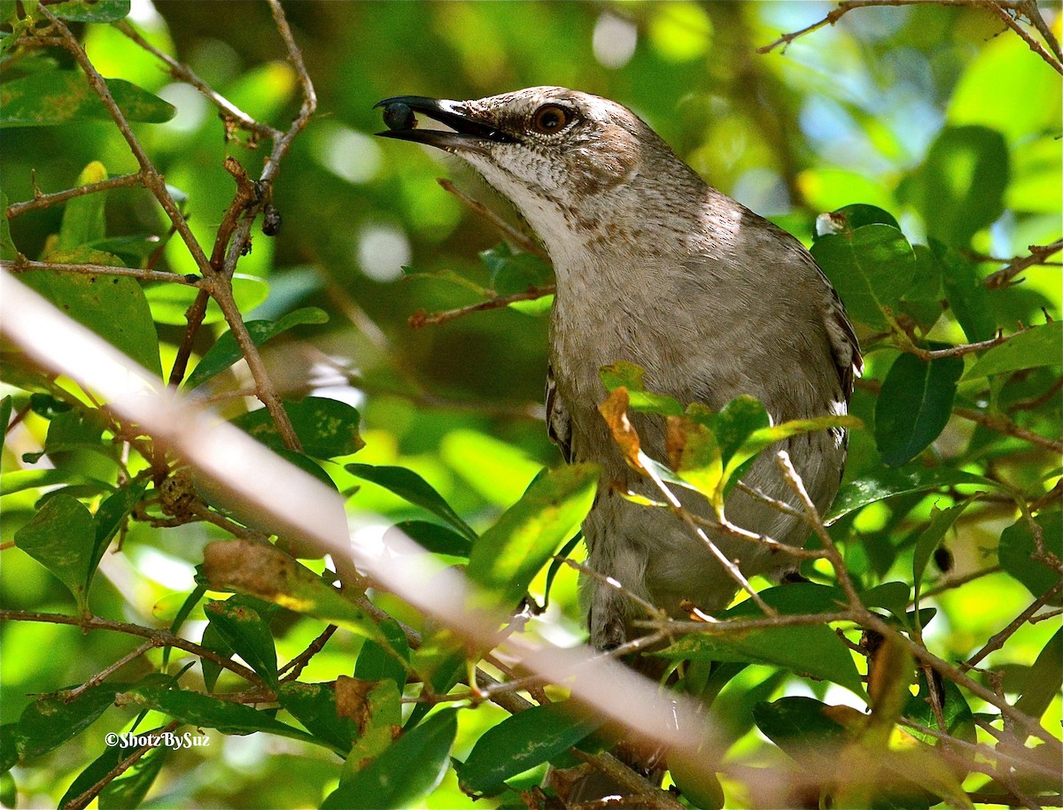 Bahama Mockingbird - ML98292341