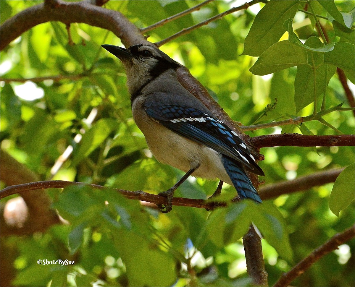 Blue Jay - Suzanne Zuckerman