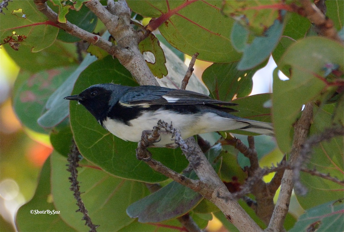 Black-throated Blue Warbler - Suzanne Zuckerman