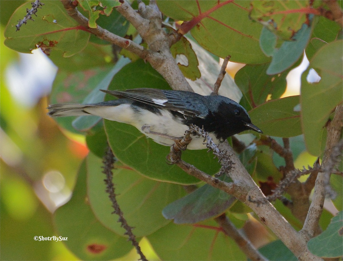 Black-throated Blue Warbler - ML98292561