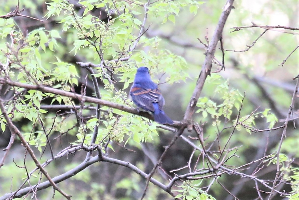 Blue Grosbeak - Charles Davies