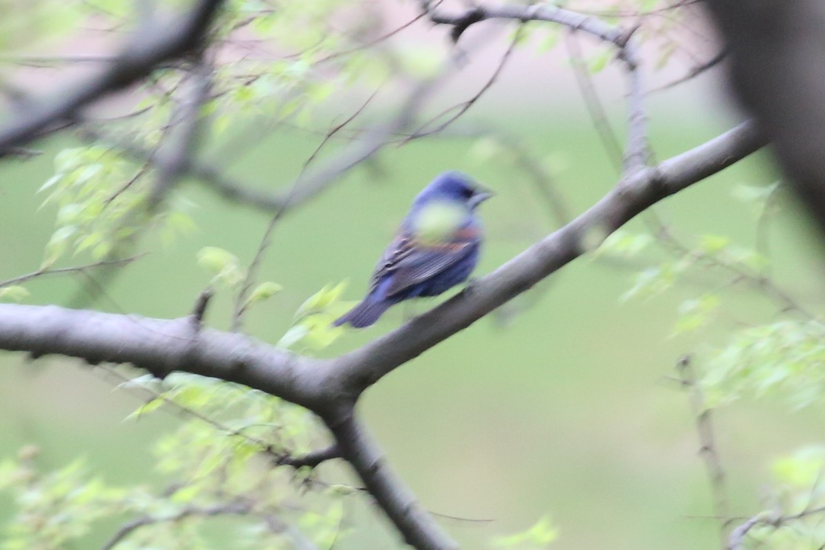 Blue Grosbeak - Charles Davies