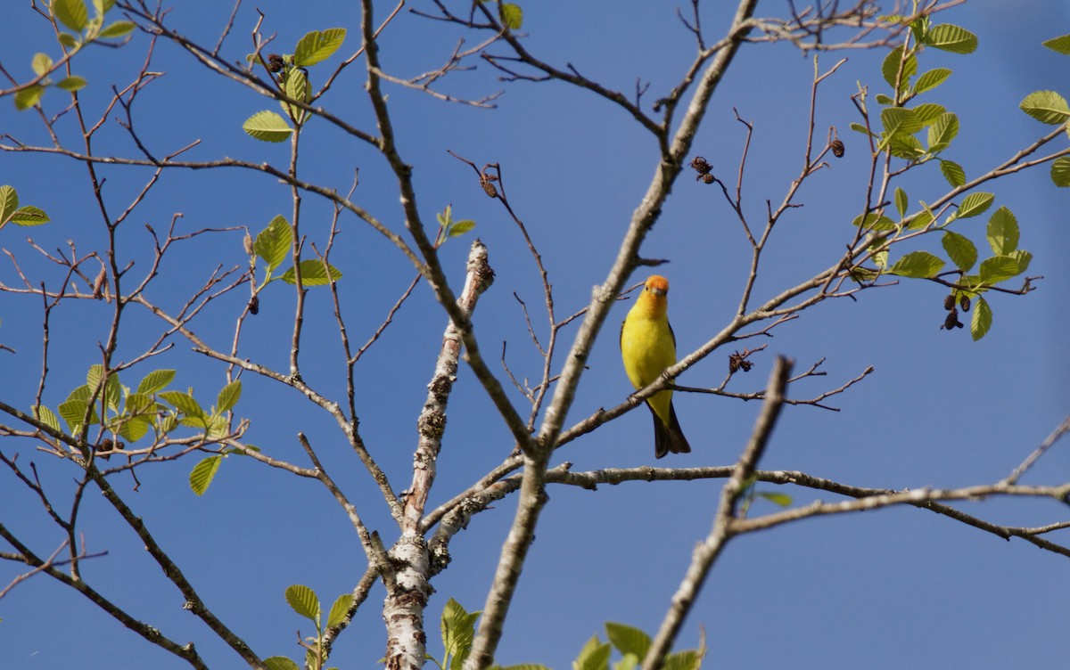 Western Tanager - ML98294581