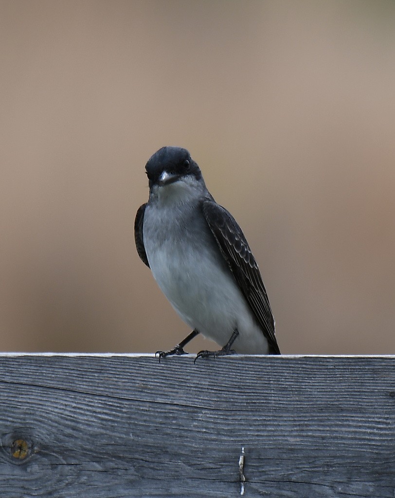 Eastern Kingbird - Gerco Hoogeweg