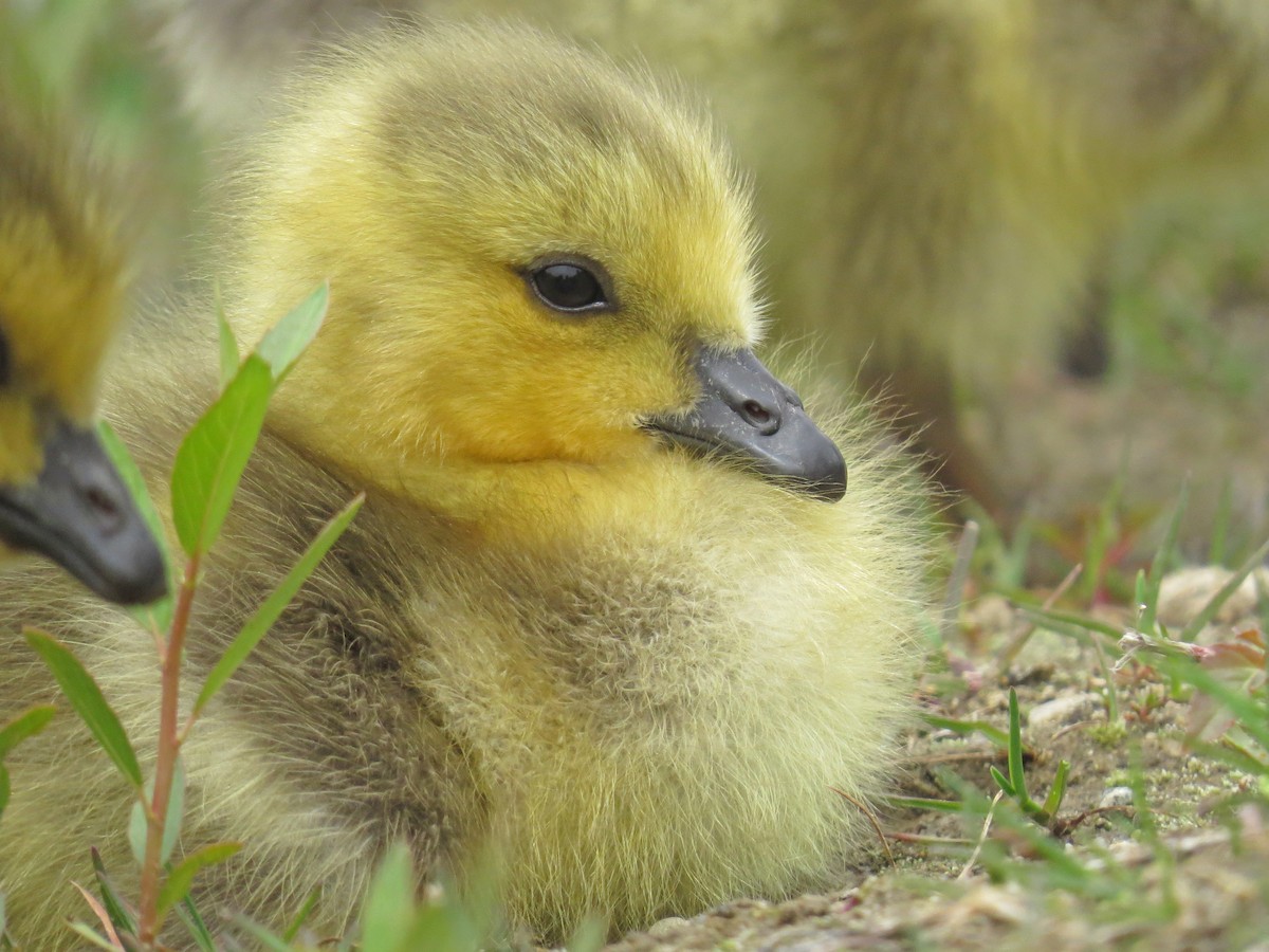 Canada Goose - ML98295471