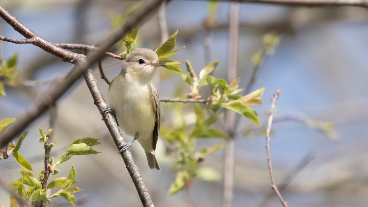 Vireo Gorjeador (gilvus) - ML98296041