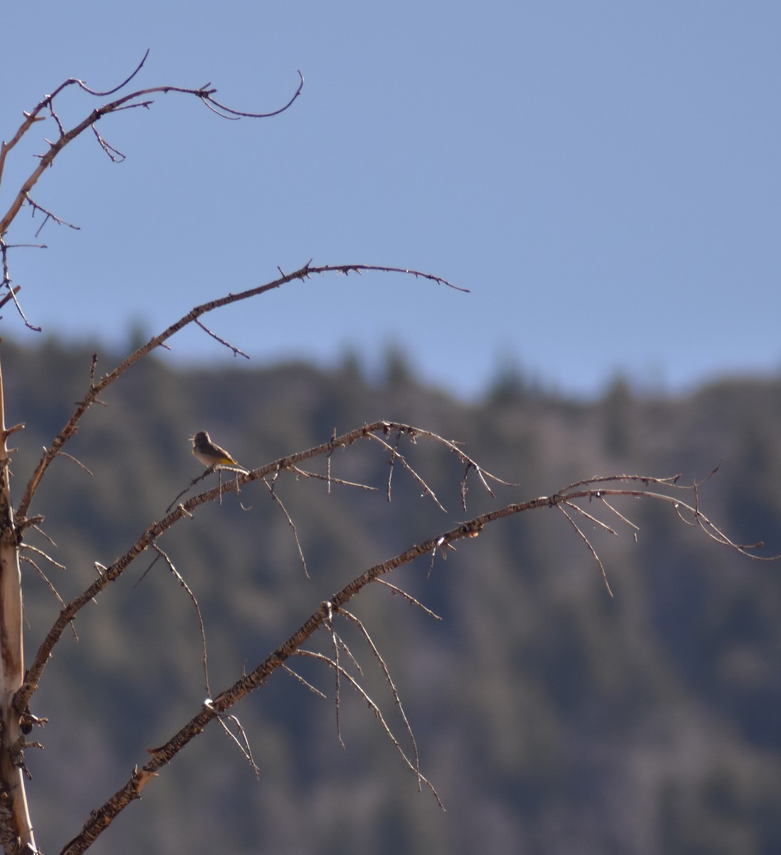 Virginia's Warbler - ML98299381