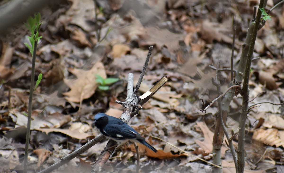 Black-throated Blue Warbler - Natasza Fontaine