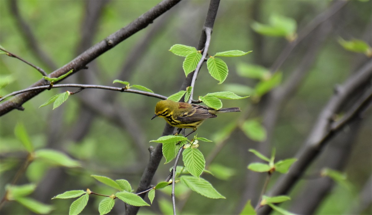 Prairie Warbler - ML98300701