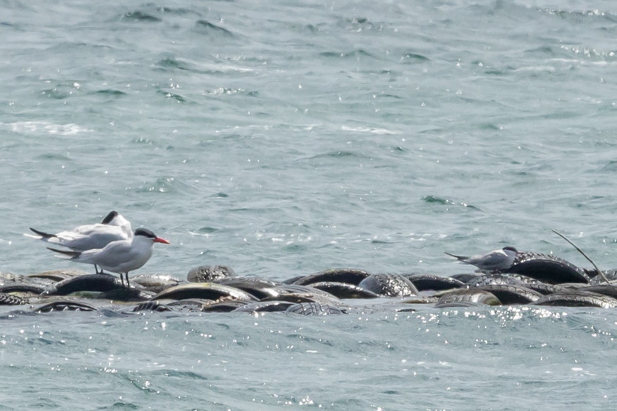 Common Tern - ML98301931