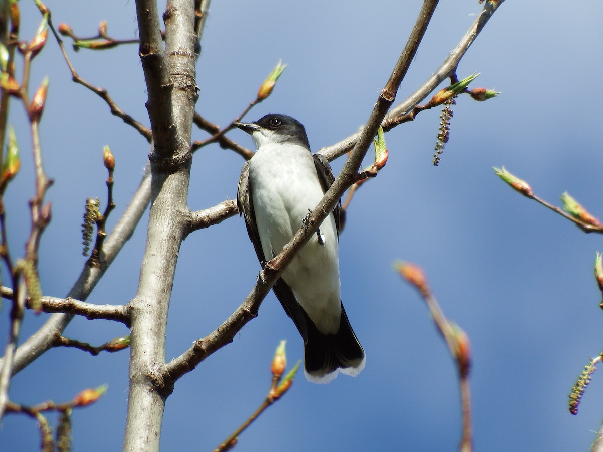 Eastern Kingbird - Ethan Borland