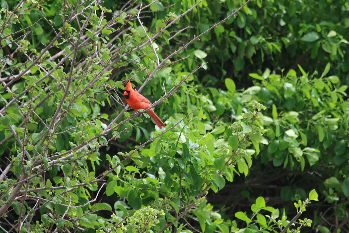 Northern Cardinal - ML98303591