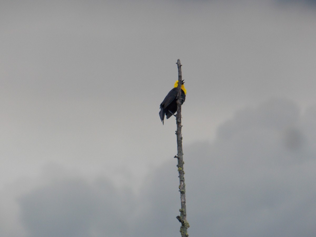 Yellow-hooded Blackbird - ML98305481