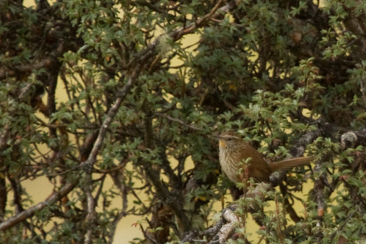 Line-fronted Canastero - David Robichaud