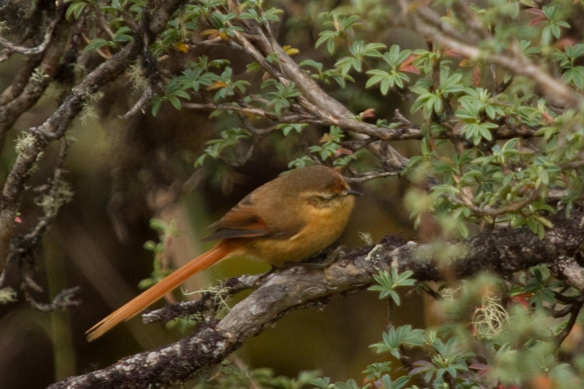 Tawny Tit-Spinetail - ML98306451