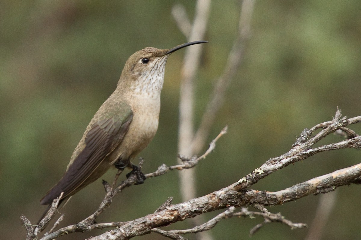 Colibrí Puneño - ML98306641