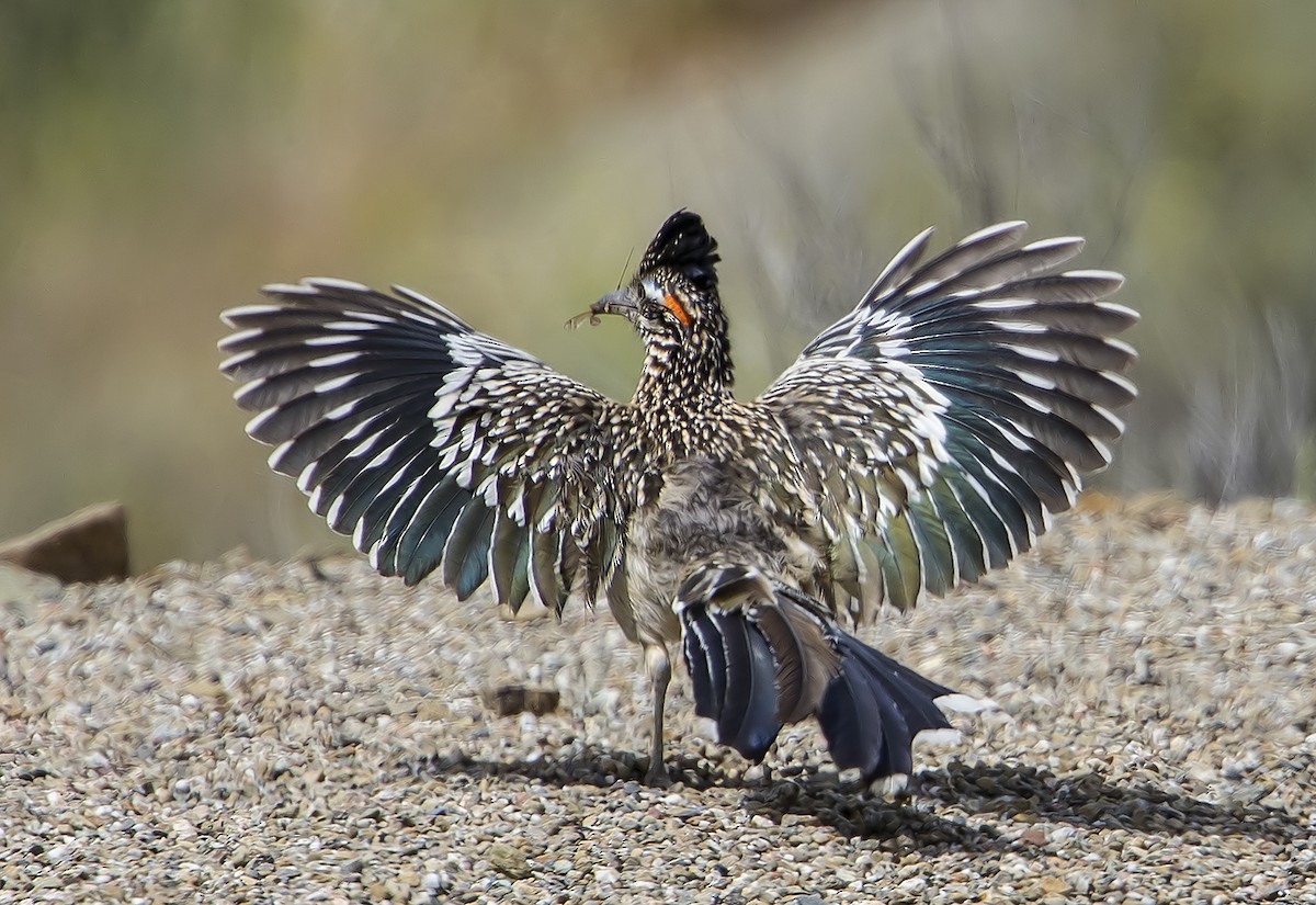 Greater Roadrunner - Jerry Ting