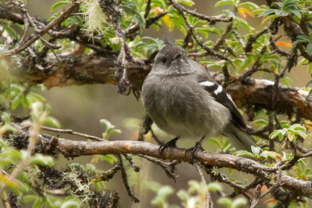 Ash-breasted Tit-Tyrant - ML98307091