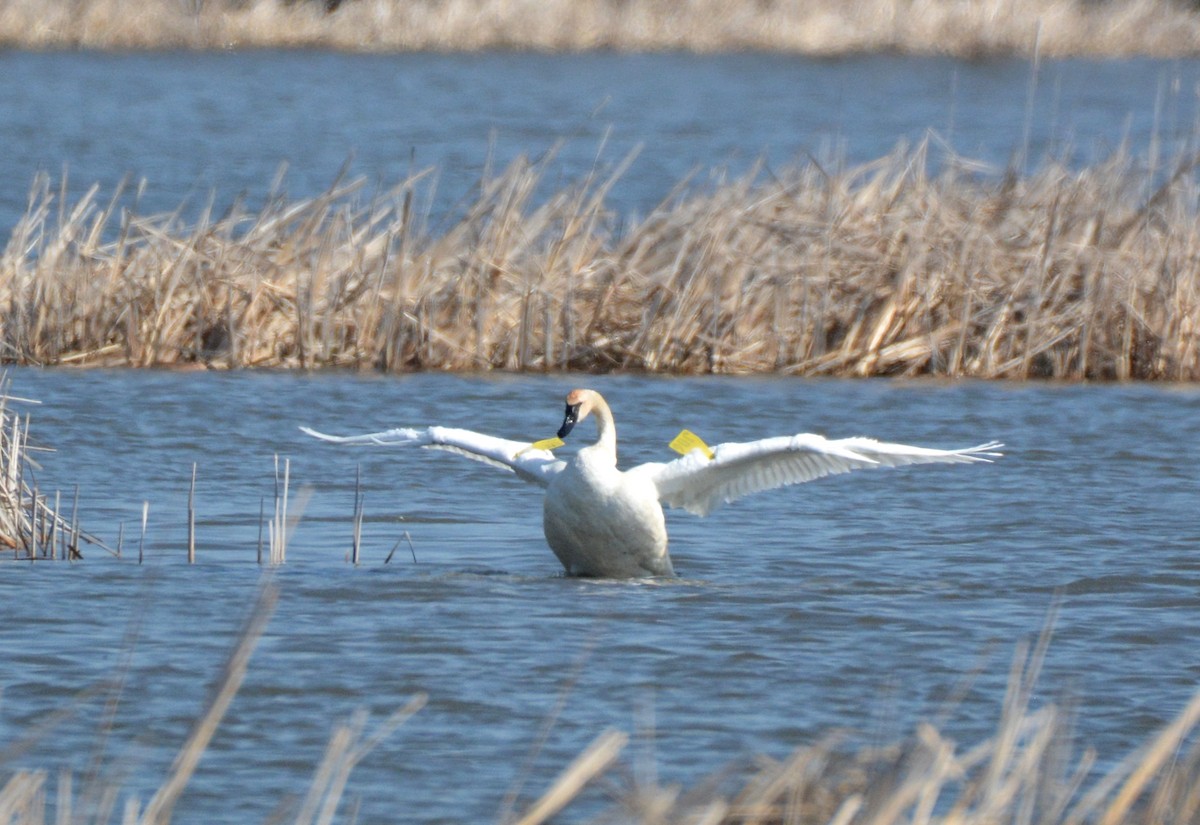 Cygne trompette - ML98307431