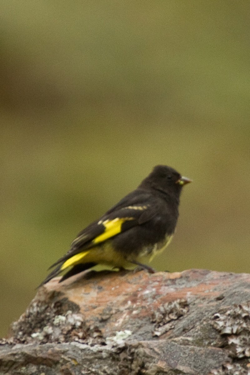 Black Siskin - ML98307611