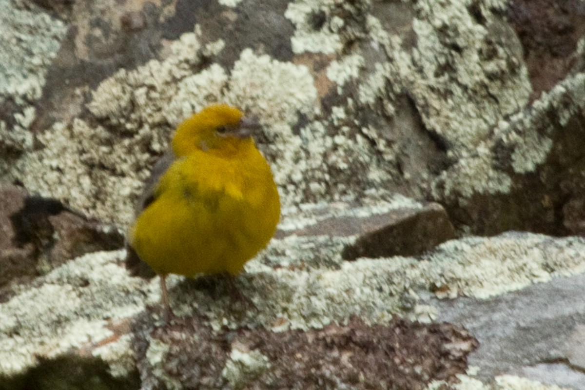 Bright-rumped Yellow-Finch - David Robichaud