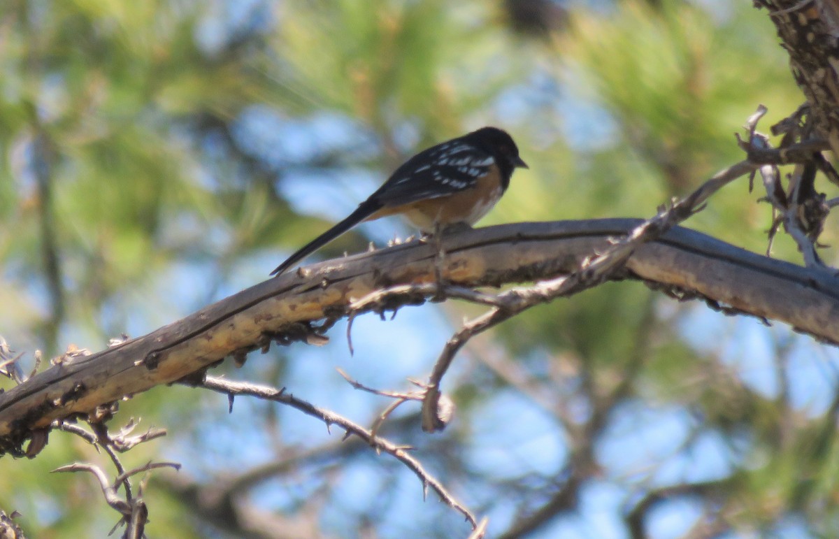 Spotted Towhee - ML98308141