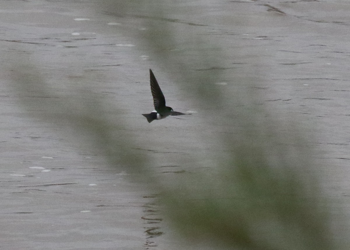 Violet-green Swallow - ML98308891