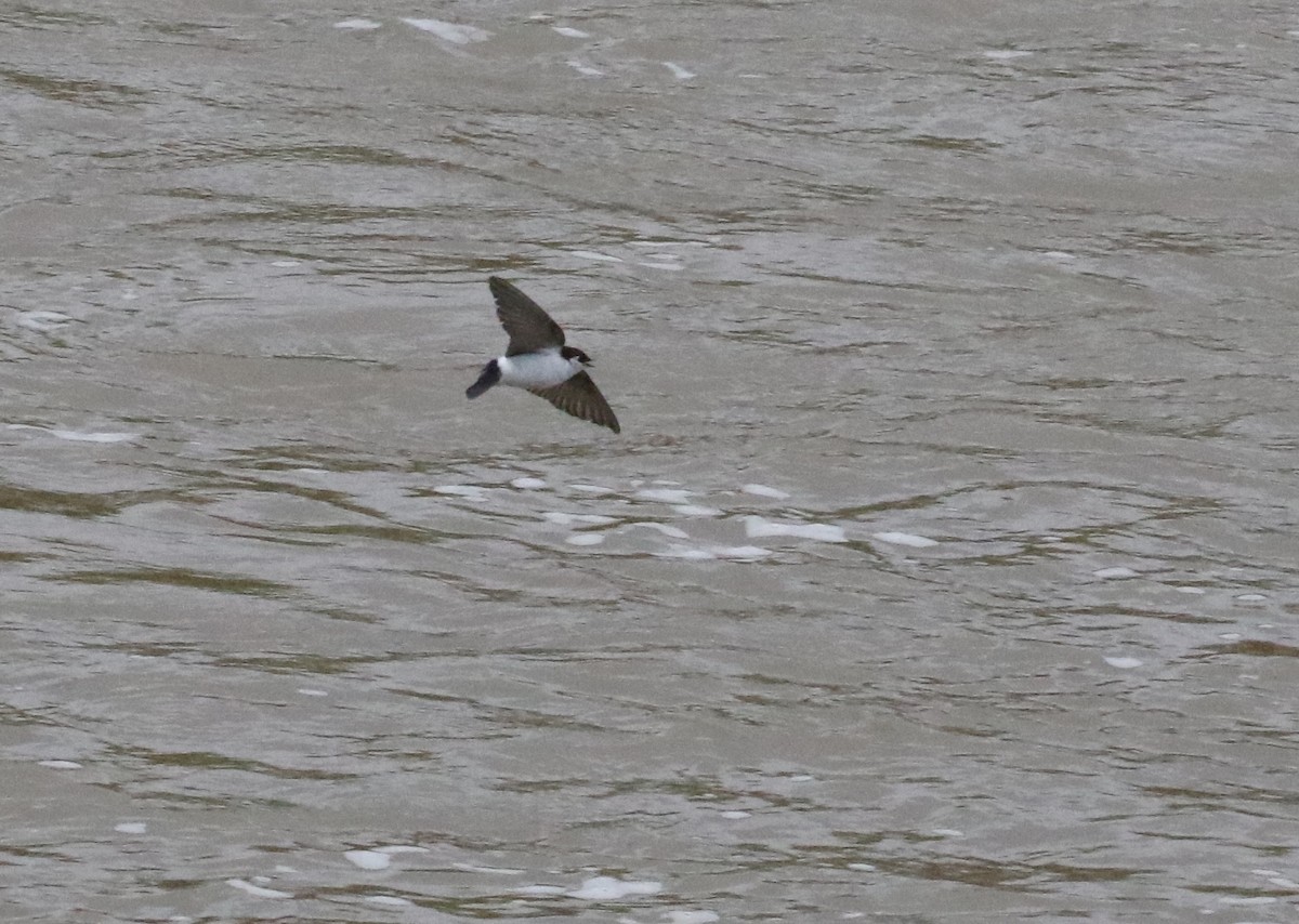 Violet-green Swallow - ML98308901