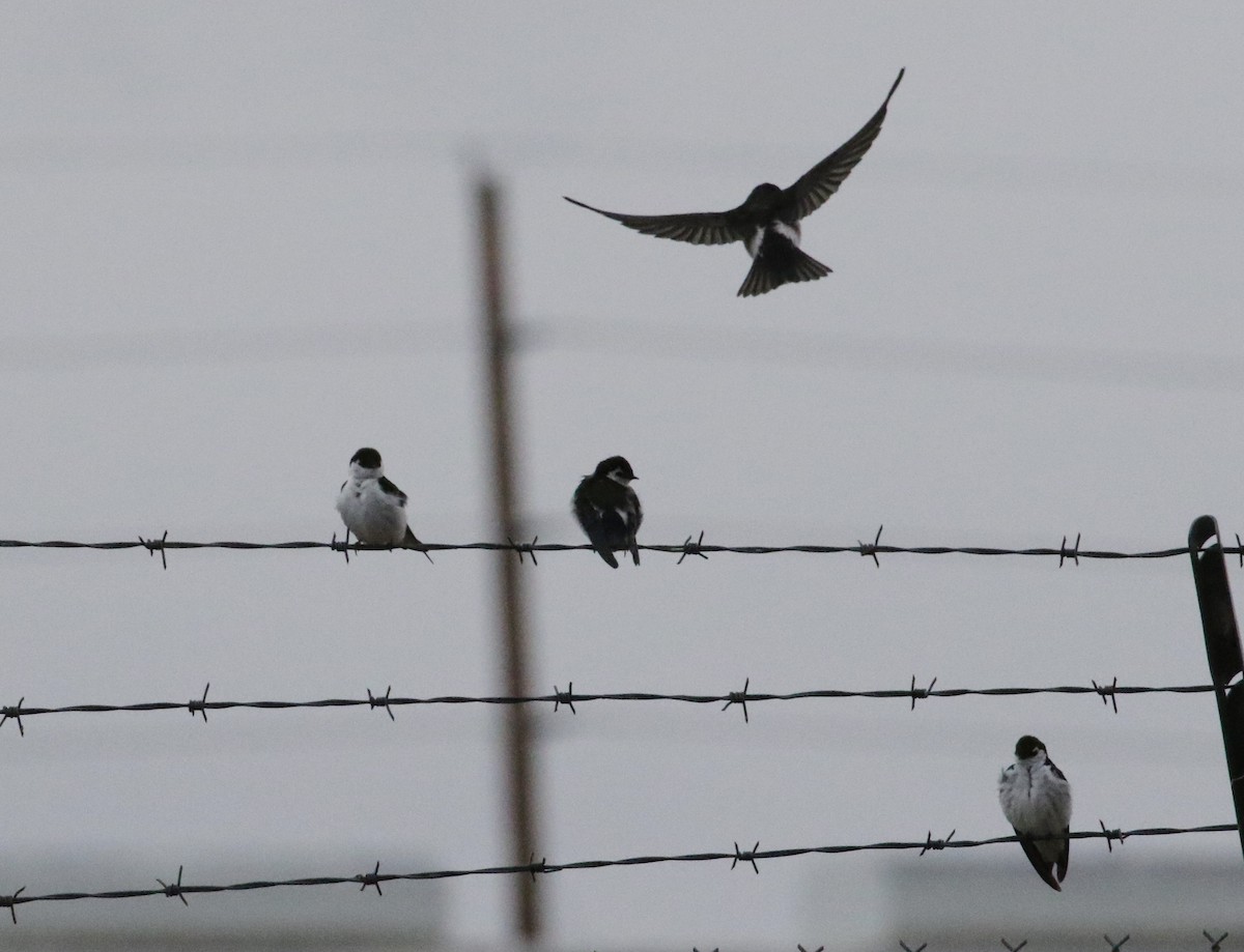 Violet-green Swallow - ML98308931