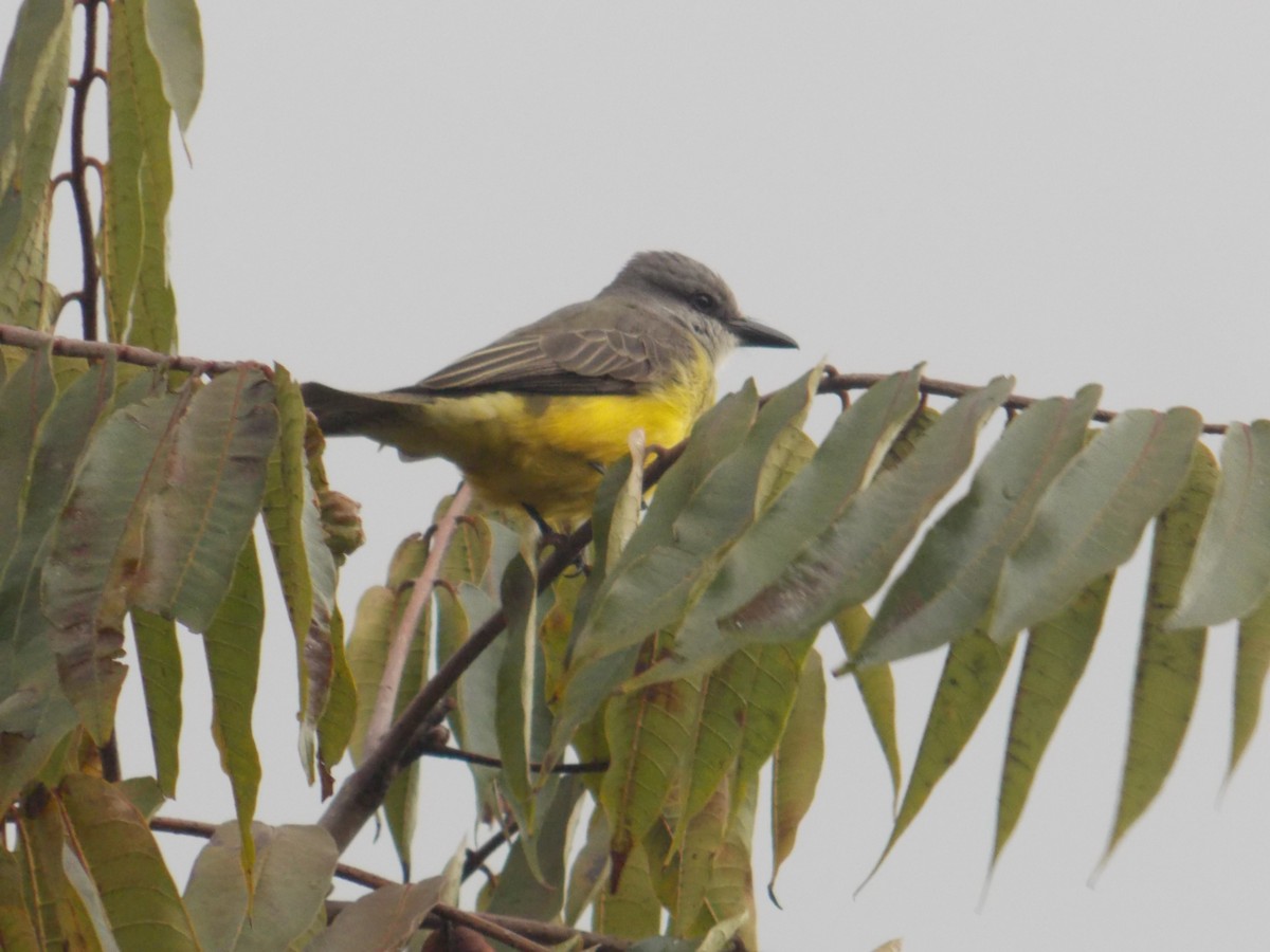 Tropical Kingbird - ML98309461