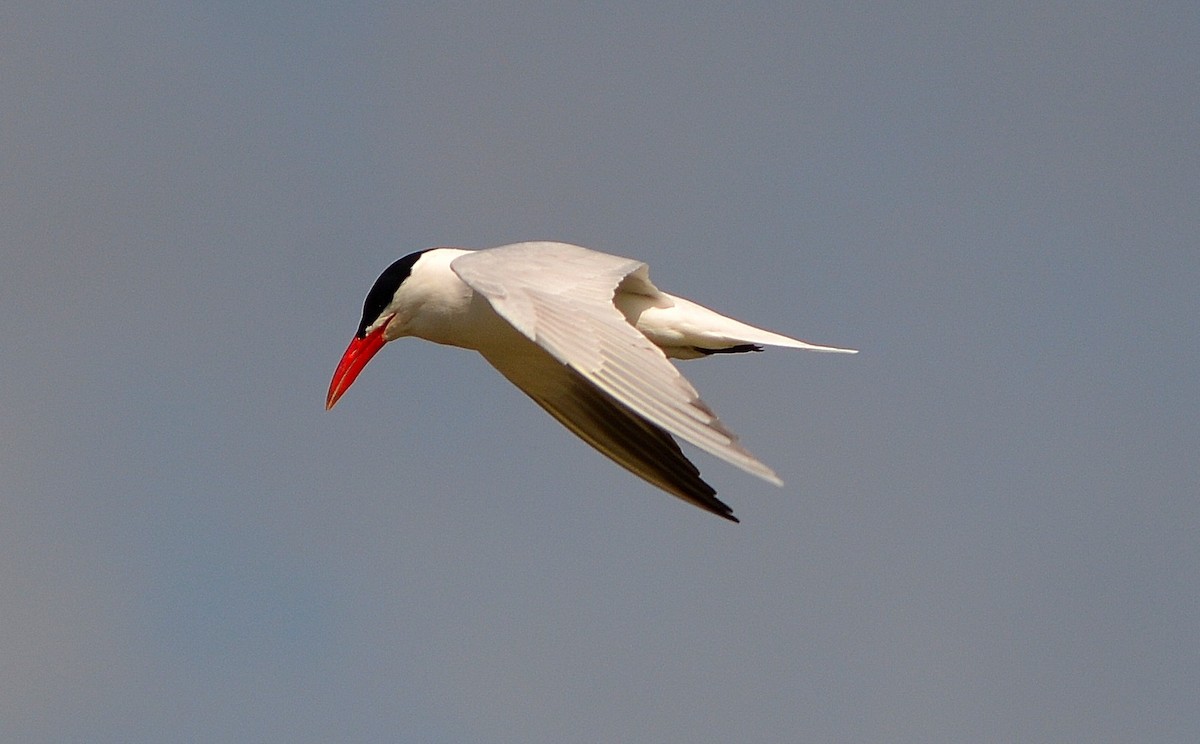 Caspian Tern - Rhonda Townsend