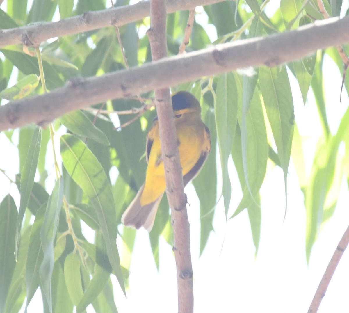 Wilson's Warbler - ML98310761