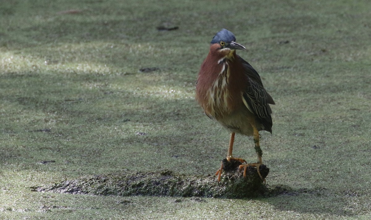 Green Heron - Peter Svensson