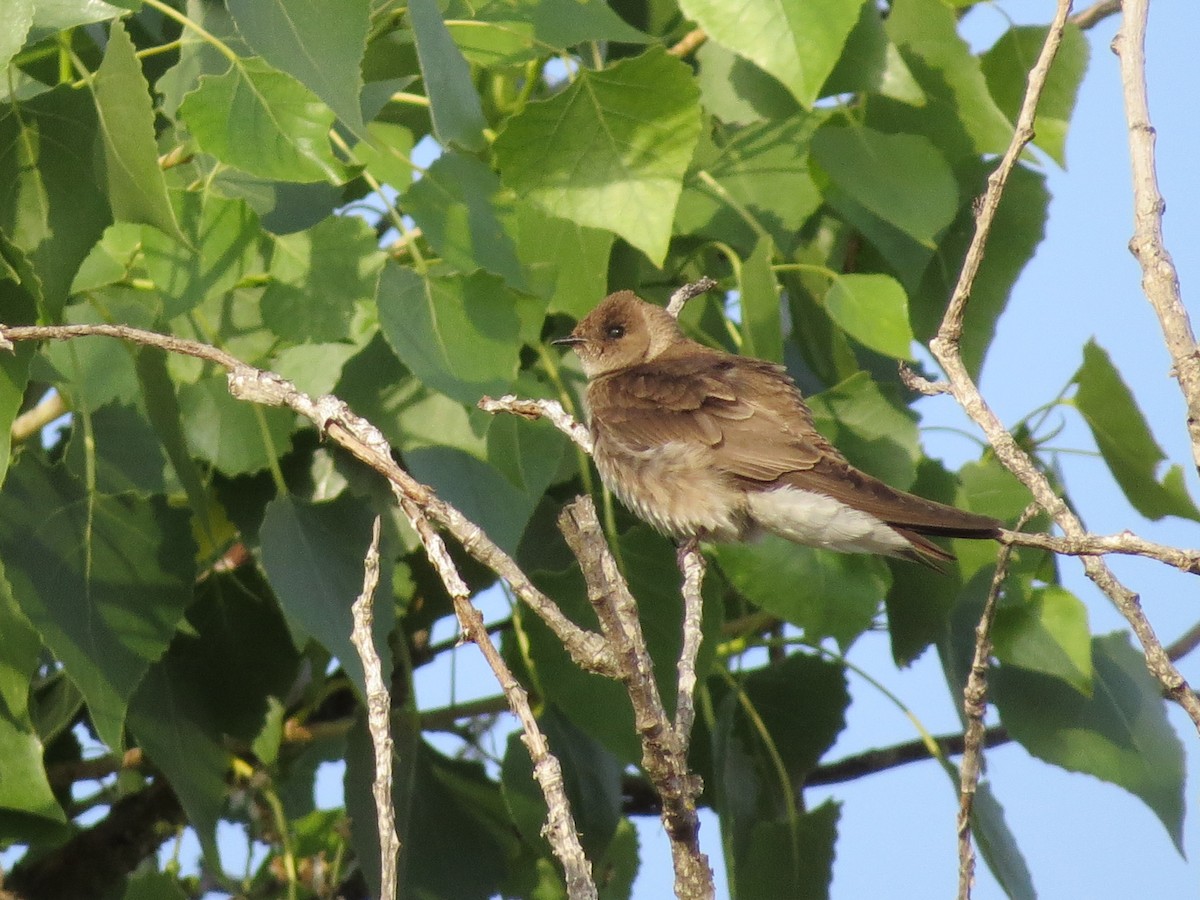 Northern Rough-winged Swallow - ML98312671
