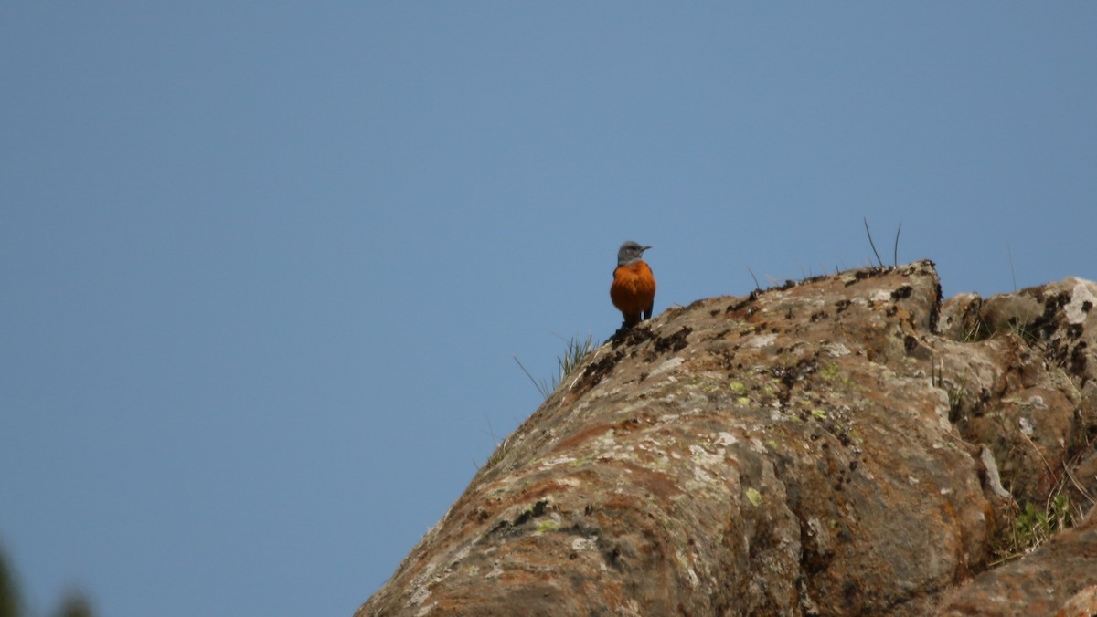 Rufous-tailed Rock-Thrush - ML98312941