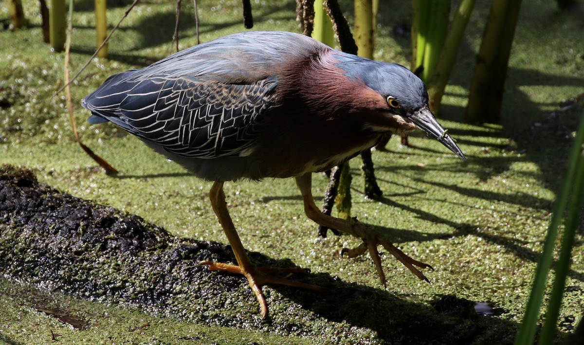 Green Heron - Peter Svensson