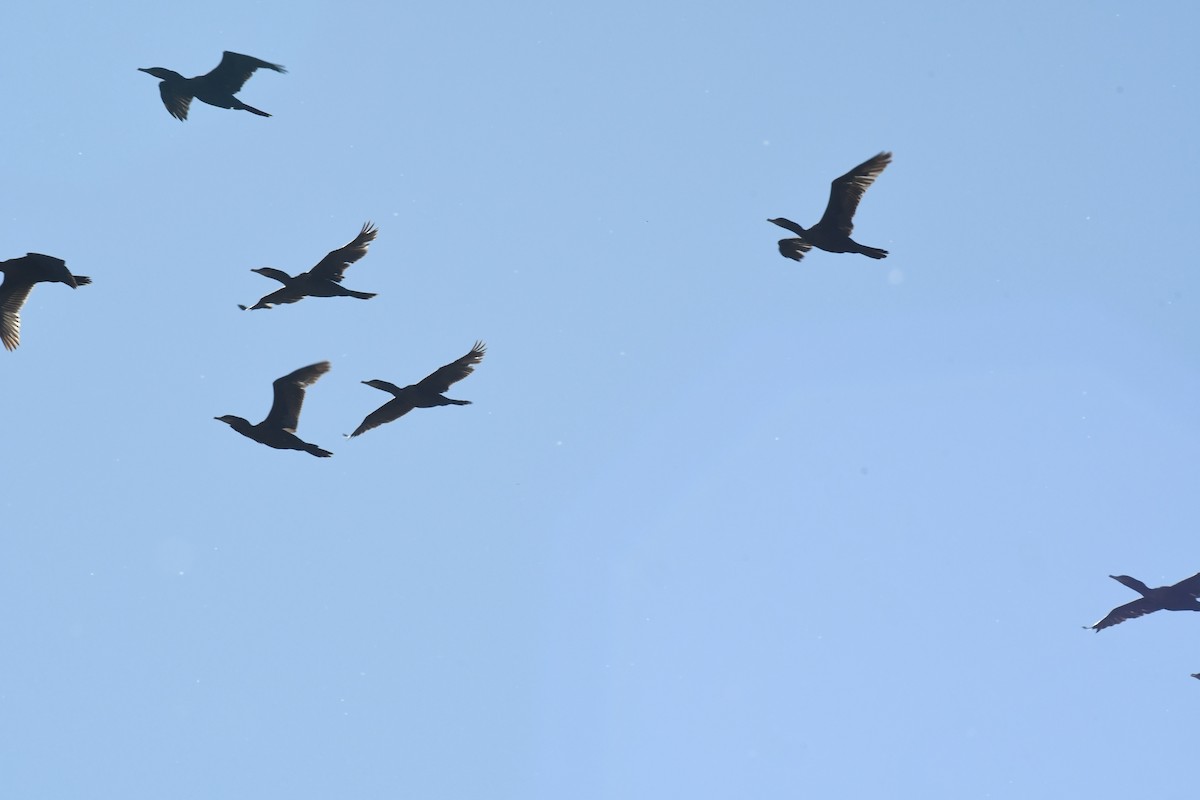 Neotropic Cormorant - ML98314981