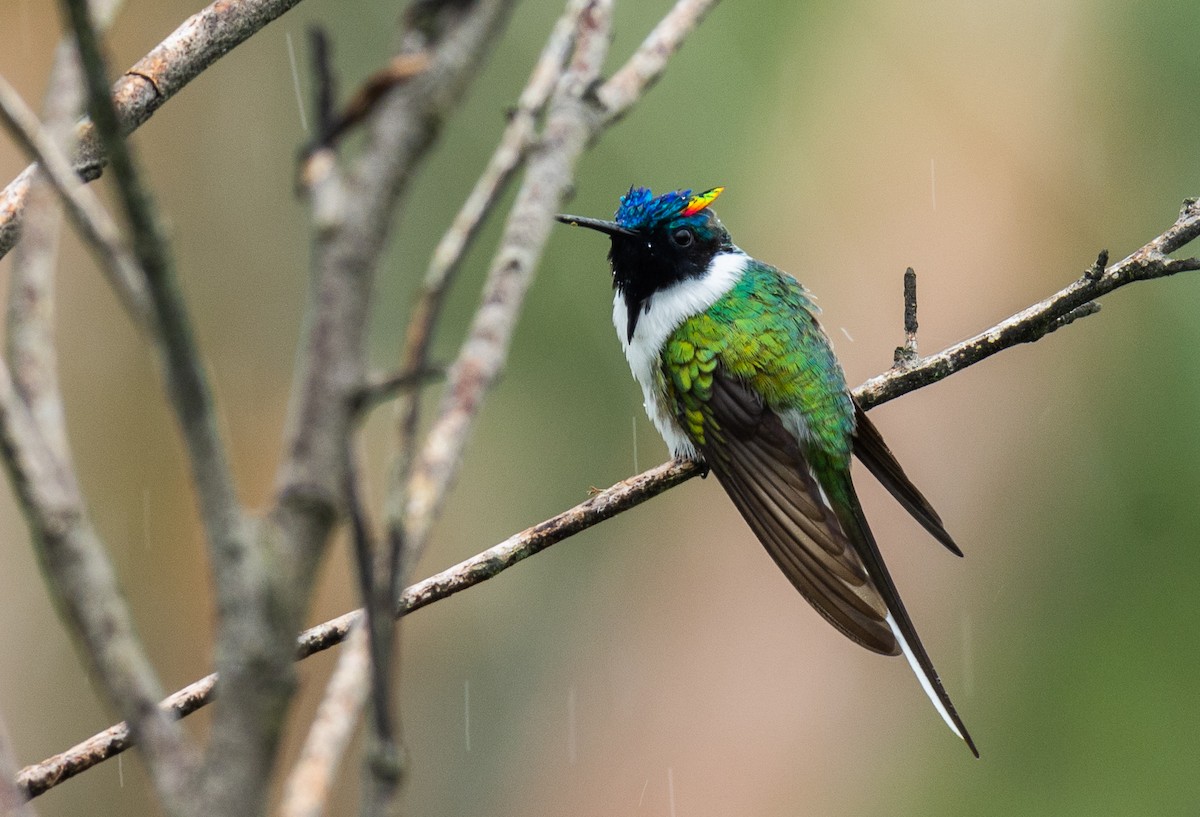 Colibrí Cornudito - ML98316231