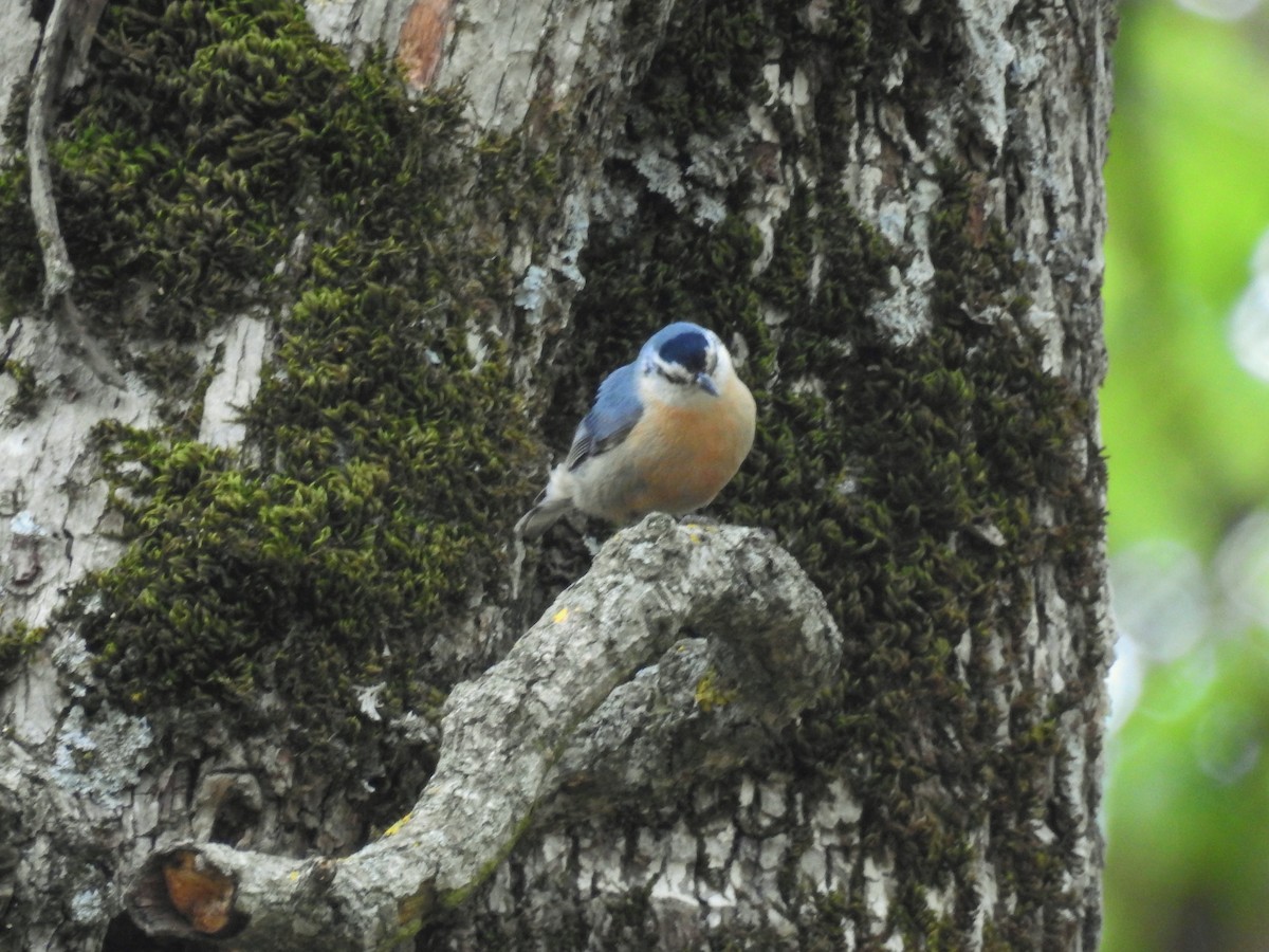 Algerian Nuthatch - ML98316541