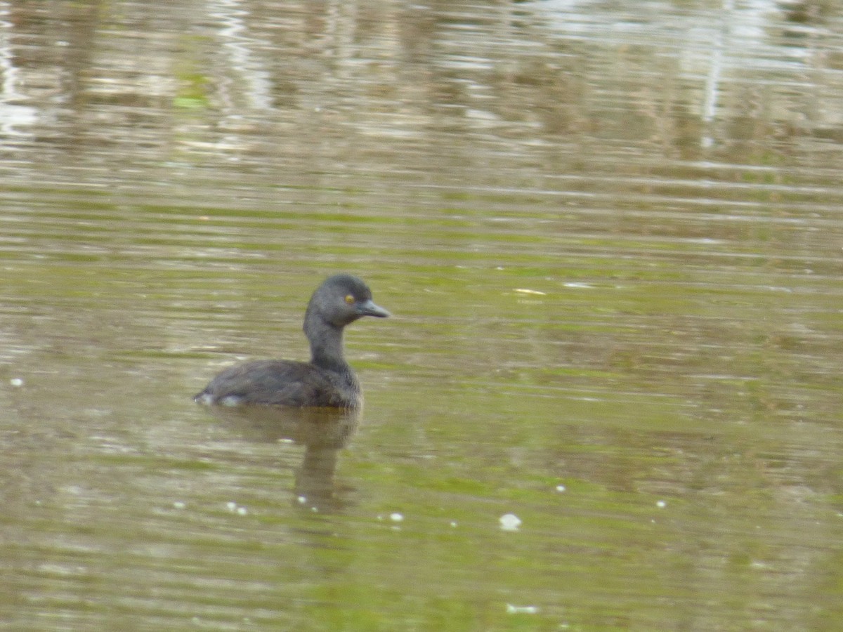 Least Grebe - Tarra Lindo