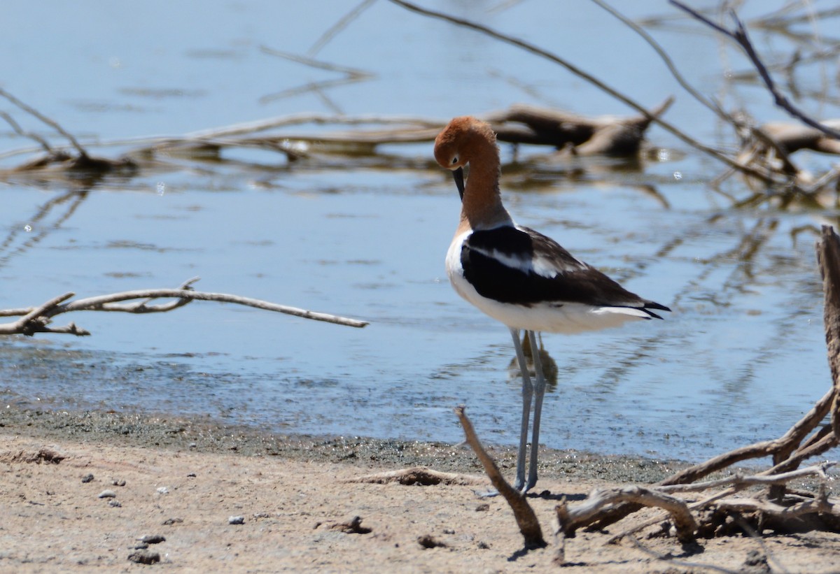 American Avocet - Greg Palko