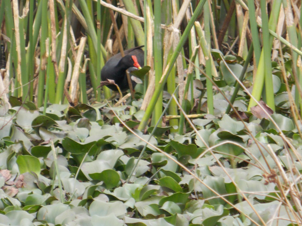 Common Gallinule - ML98317351