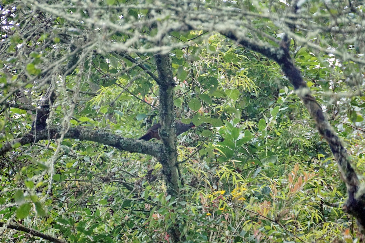 Andean Guan - ML98317801