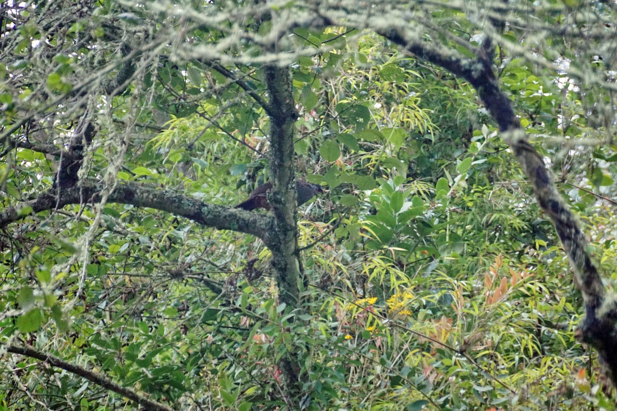 Andean Guan - ML98317881