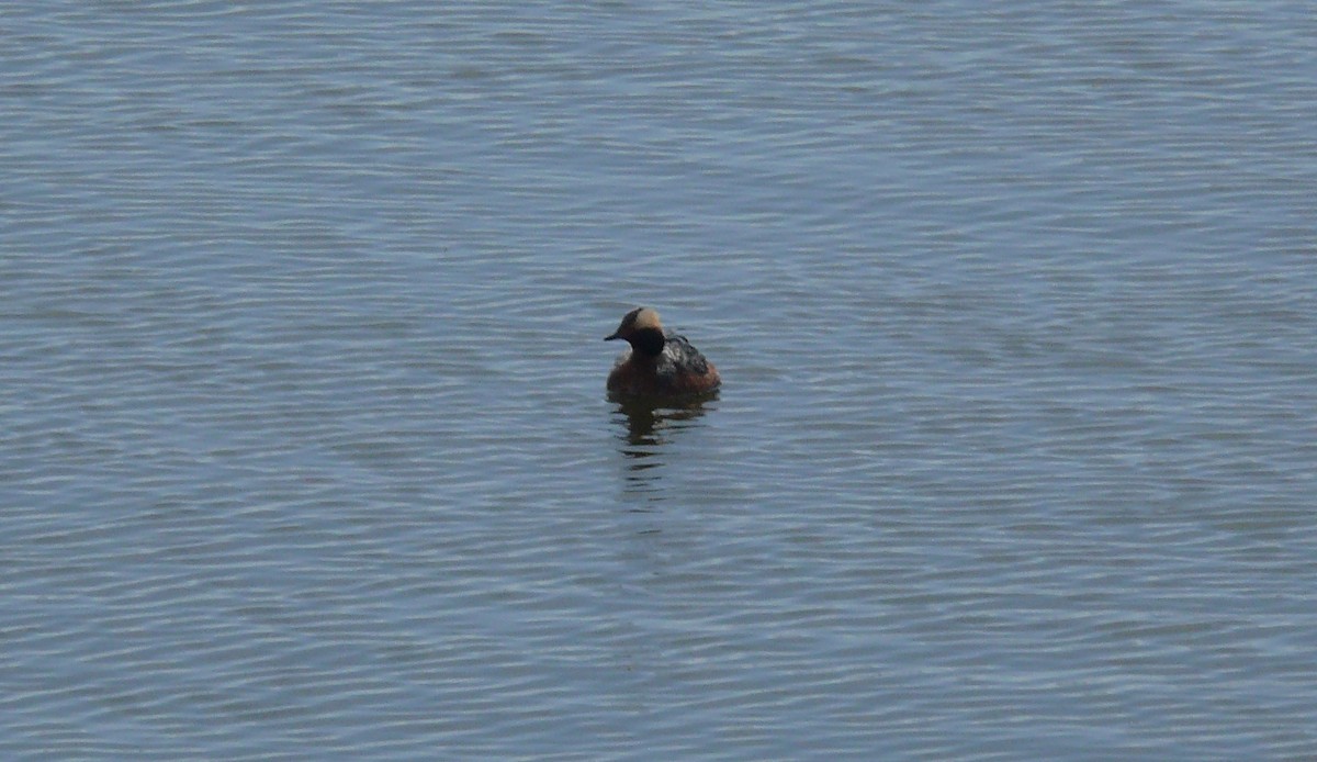 Horned Grebe - Joel Gortemaker